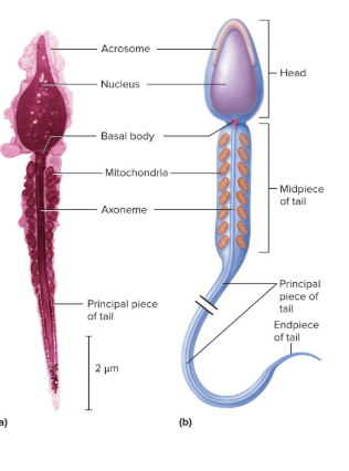 <p>Has two parts: head and tail</p><ul><li><p>Head is pear-shaped</p><ul><li><p>contains the nucleus </p><ul><li><p>has haploid set of chromosomes</p></li></ul></li><li><p>has the <u>acrosome</u></p><ul><li><p>enzyme cap that contains enzymes that will help it penetrate the egg</p></li></ul></li></ul></li><li><p>Tail is divided into 3 regions:</p><ul><li><p>Midpiece </p><ul><li><p>contains mitochondria </p></li><li><p>produces ATP for flagellar movement</p></li></ul></li><li><p>Principal piece </p><ul><li><p>the middle axoneme portion surrounded by supporting fibers</p></li><li><p>Constitutes most of tail</p></li></ul></li><li><p>Endpiece </p><ul><li><p> very narrow tip of flagella</p></li></ul></li></ul></li></ul><p></p>