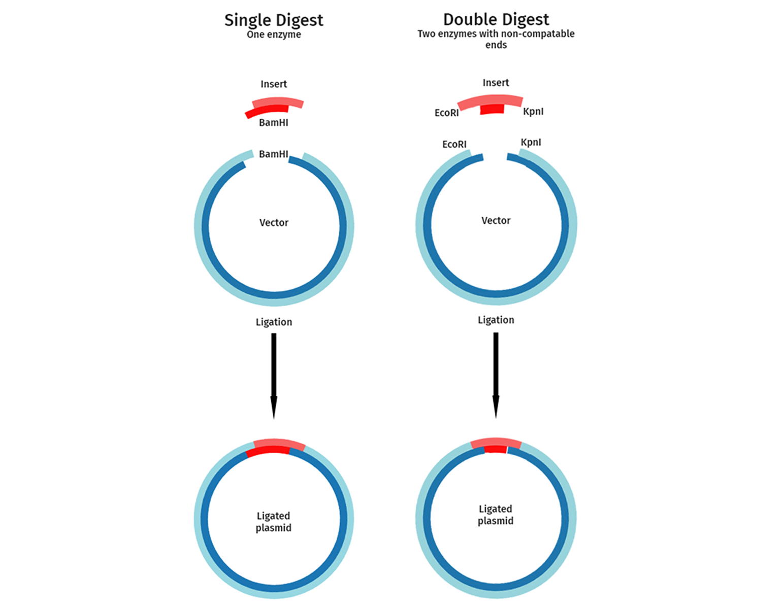 <p>Single Digest vs Double Digest</p>