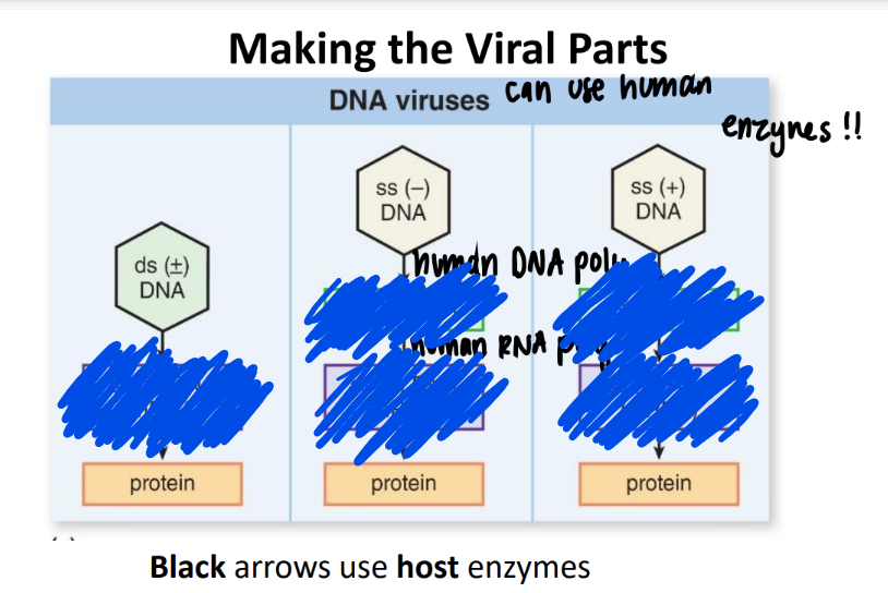 <p>what do DNA viruses do to ss (-) RNA? </p>