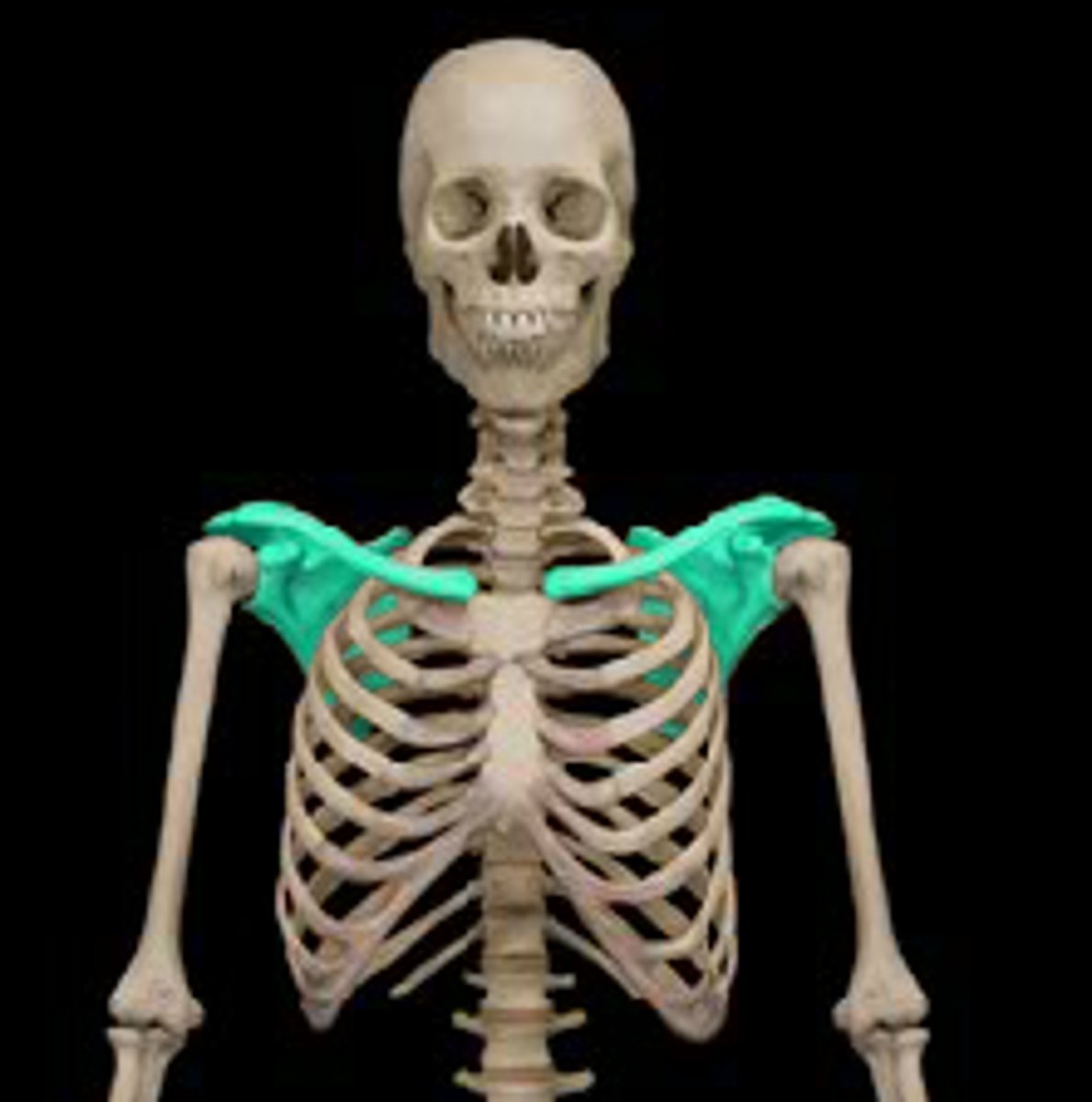<p>scapula and clavicle</p>