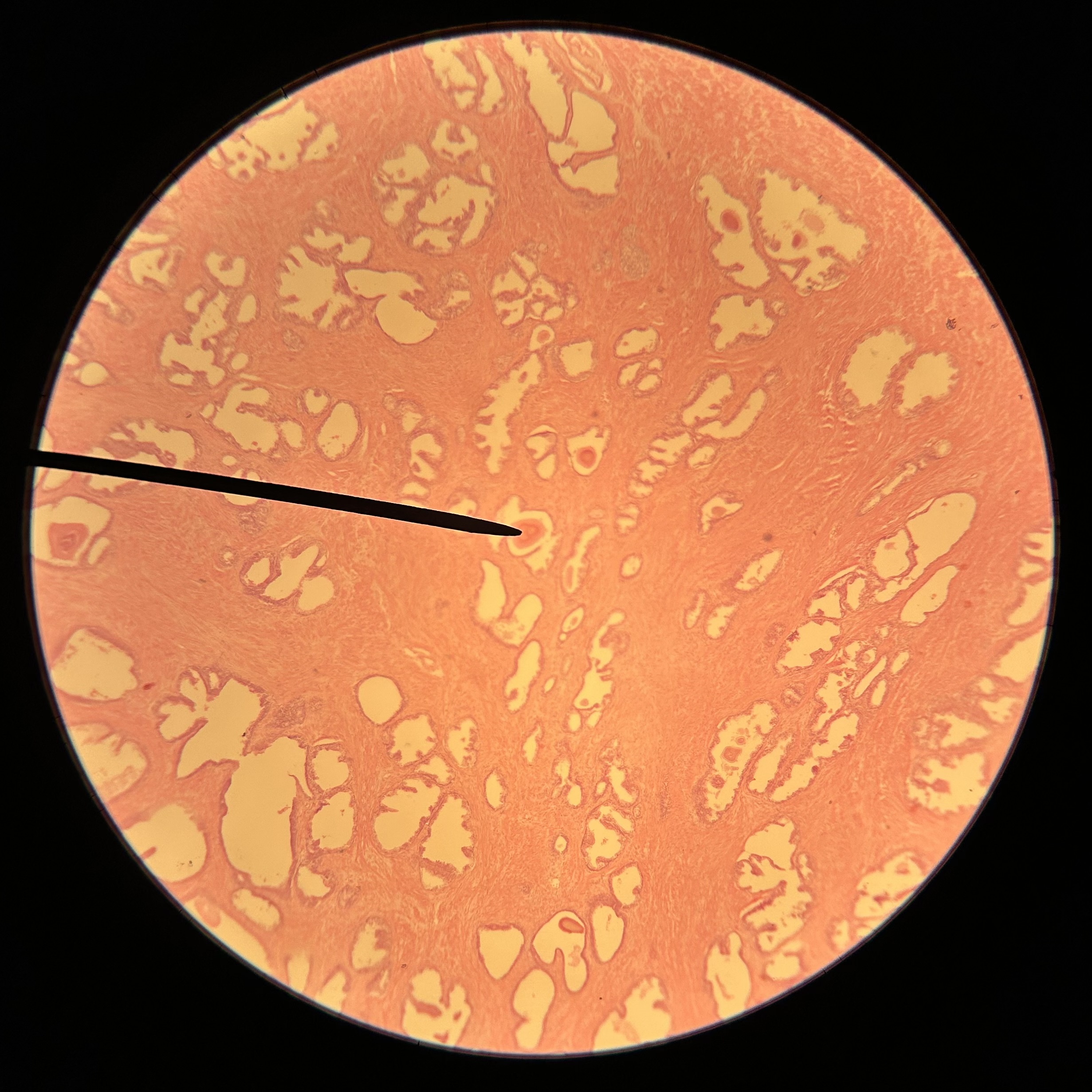 <p>What structure is shown?</p>