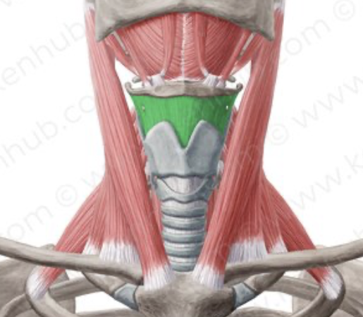 <p>flab that sits on top of the hyoid bone</p>