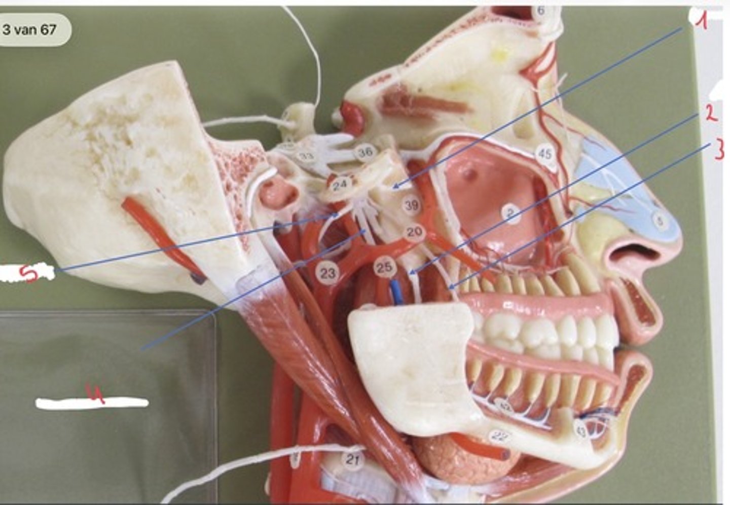 <p>Wat wordt er aangeduid met 1</p>