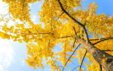 <ul><li><p>no longer found in the wild</p></li><li><p>dioecious</p></li><li><p>pollen with flagellated sperm</p></li><li><p>fan shaped leaves</p></li></ul><p></p>