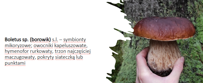 <p>Boletus sp</p><p>Gr.: BASIDIOMYCOTA</p><p>Podgr.: AGARICOMYCOTINA</p><p>Kl.: Agaricomycetes</p><p>Rz.: Boletales</p>