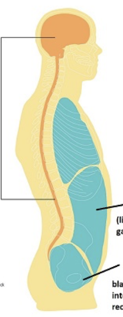<p>What are the names of these cavities</p>
