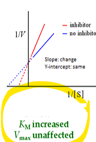 <p>what kind of enzyme inhibition is this</p><p><span>•Increased Km, no change in Vmax</span></p>