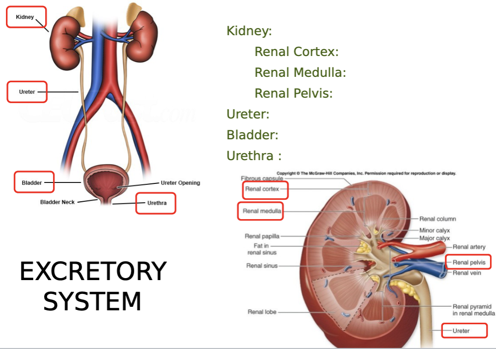 <p>kidney: renal cortex, renal medulla, renal pelvis</p><p>ureter</p><p>bladder</p><p>urethra</p>