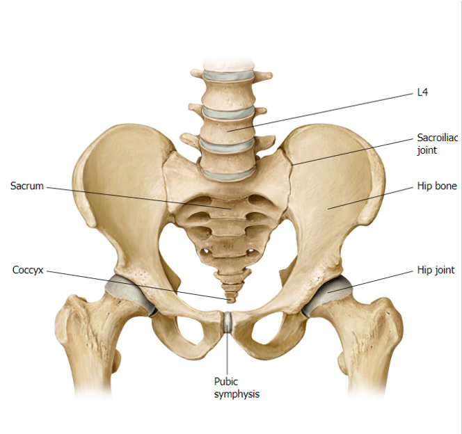 <p>inferomedially</p>