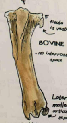 <p>fibula is complete, marked by presence of lateral malleolus </p>