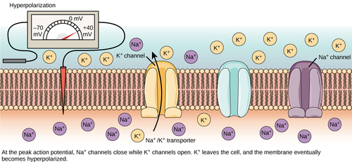 At +40 mV, the Na+ channels close, and voltage-gated K+ channels open.  A concentration gradient acts on K+ and K+ will leave the cell, taking a positive charge with it.  As a result, the localized membrane potential begins to move back toward its resting voltage of -70 mV. This is called repolarization.