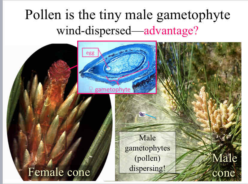 <p>Advantage of Wind-Dispersed Pollination</p>