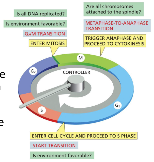 <p><span><u>Three transition points</u>: is like a programmed timer that provides a fixed amount of time for the completion of each cell-cycle event (the way extracellular signals and cell size regulate progression with specific transitions/control points)&nbsp;</span></p><ul><li><p class="Paragraph SCXW175790394 BCX0" style="text-align: left"><span>Cell cycle can be arrested at any point if the DNA is irreparably damaged or if the environment is unfavorable&nbsp;</span></p></li></ul><ol><li><p class="Paragraph SCXW175790394 BCX0" style="text-align: left"><span><em>Start transition</em> = cell commits to cell-cycle entry and chromosome duplication&nbsp;</span></p></li></ol><ul><li><p class="Paragraph SCXW175790394 BCX0" style="text-align: left"><span>Is the environment favorable to start the S phase</span></p></li></ul><ol start="2"><li><p class="Paragraph SCXW38329038 BCX0" style="text-align: left"><span><em>G2/M transition</em> = early mitotic events with chromosome alignment on the spindle occur&nbsp;&nbsp;</span></p></li></ol><ul><li><p class="Paragraph SCXW38329038 BCX0" style="text-align: left"><span>Is ALL the DNA replicated and the environment is favorable to enter mitosis&nbsp;</span></p></li></ul><ul><li><p class="Paragraph SCXW38329038 BCX0" style="text-align: left"><span>DNA repaired as well&nbsp;</span></p></li></ul><ol start="3"><li><p class="Paragraph SCXW38329038 BCX0" style="text-align: left"><span><em>Metaphase to Anaphase transition </em>= sister chromatids separate, anaphase triggered&nbsp;</span></p></li></ol><ul><li><p class="Paragraph SCXW38329038 BCX0" style="text-align: left"><span>Are all chromosomes attached to the spindle to trigger anaphase and proceed to cytokinesis&nbsp;</span></p></li></ul><p></p>