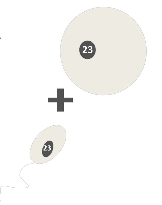 <p><span>Gametes are what we call <strong>haploid cells</strong>.&nbsp;</span></p><p><span>This means they have <strong>half</strong> the amount of <strong>DNA (23 chromosomes)</strong> of a normal cell.&nbsp;</span></p><p><span>This is because they are going to <strong>fuse</strong> with another gamete to form the zygote which needs the <strong>full amount of DNA (46 chromosomes)</strong>.&nbsp;</span></p>