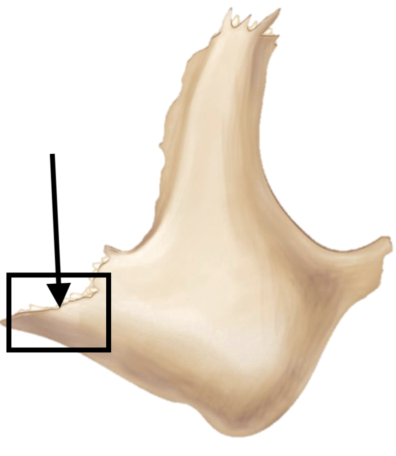 <p>Name the bone marking</p>