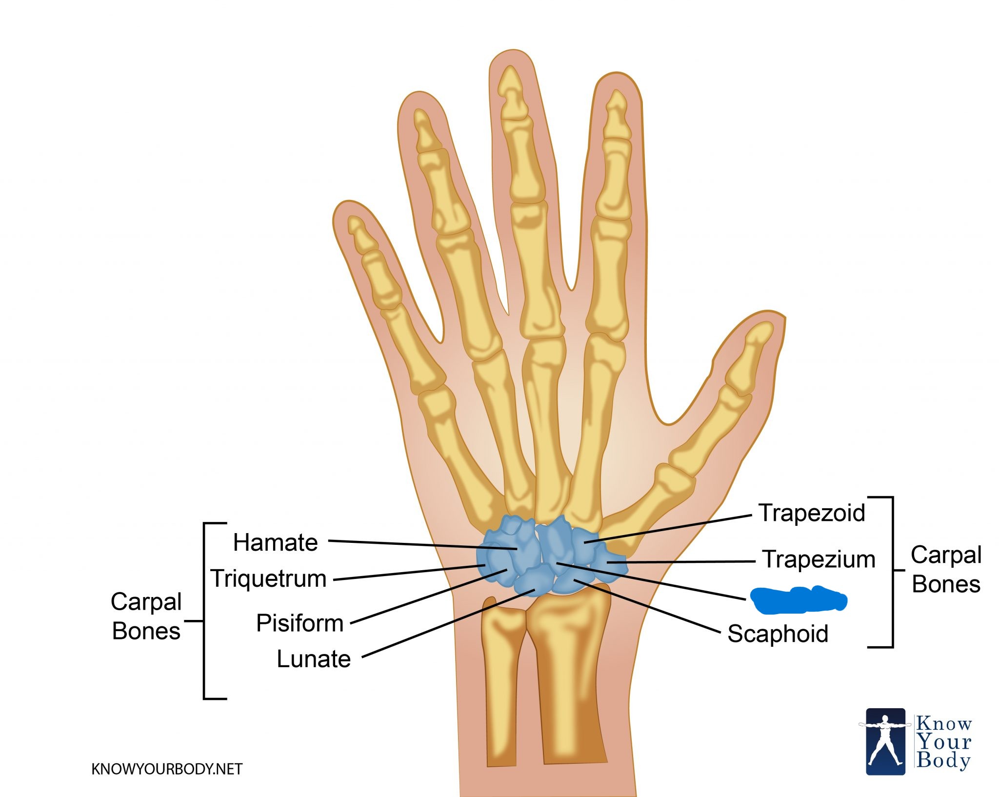 <p>Which carpal is this?</p>