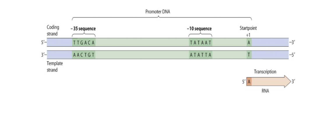 <p>Is this a prokaryote or eukaryote promoter?</p>