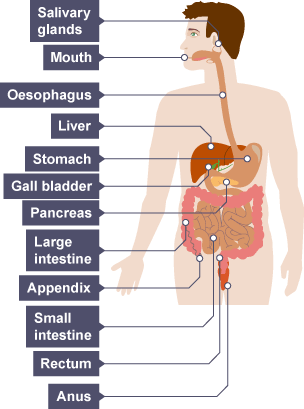 <p>mouth</p><p>salivary glands</p><p>oesophagus</p><p>stomach</p><p>small intestine (duodenum, ileum)</p><p>large intestine/colon</p><p>rectum</p><p>anus</p>