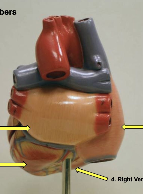 <p>identify the chambers</p>