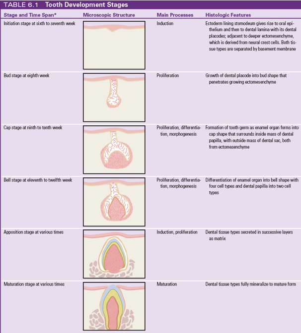 <ul><li><p>is the process of tooth development</p></li><li><p><strong>starts between weeks 6-7 of prenatal development</strong></p></li><li><p>typically includes 6 stages</p><ul><li><p>initiation, and then the initial identifiable stages are:</p></li><li><p>bud</p></li><li><p>cap</p></li><li><p>bell</p></li><li><p>progresses to the apposition</p></li><li><p>maturation</p></li></ul></li></ul><p></p>