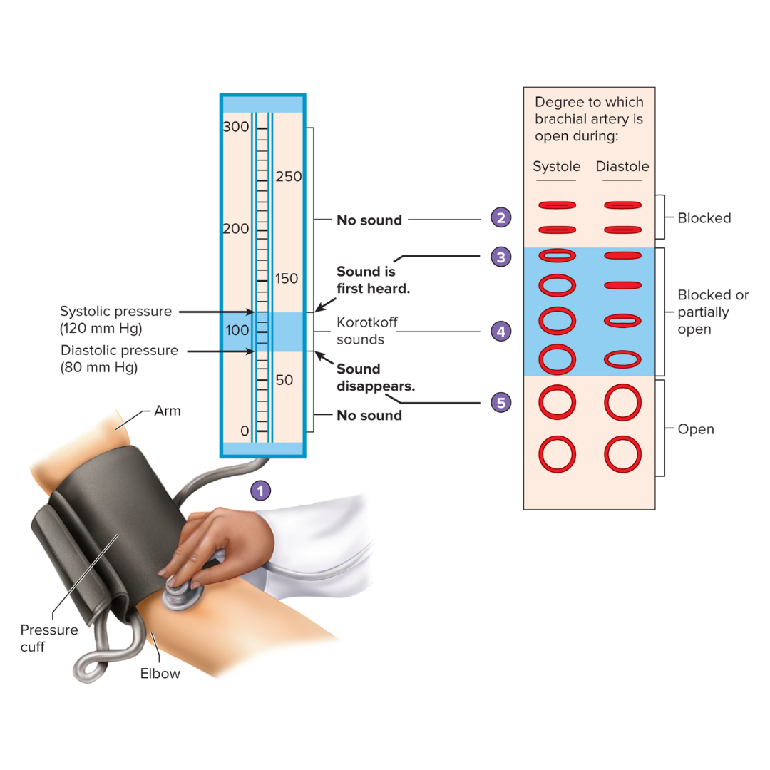 <p>what is this describing? study the picture</p>