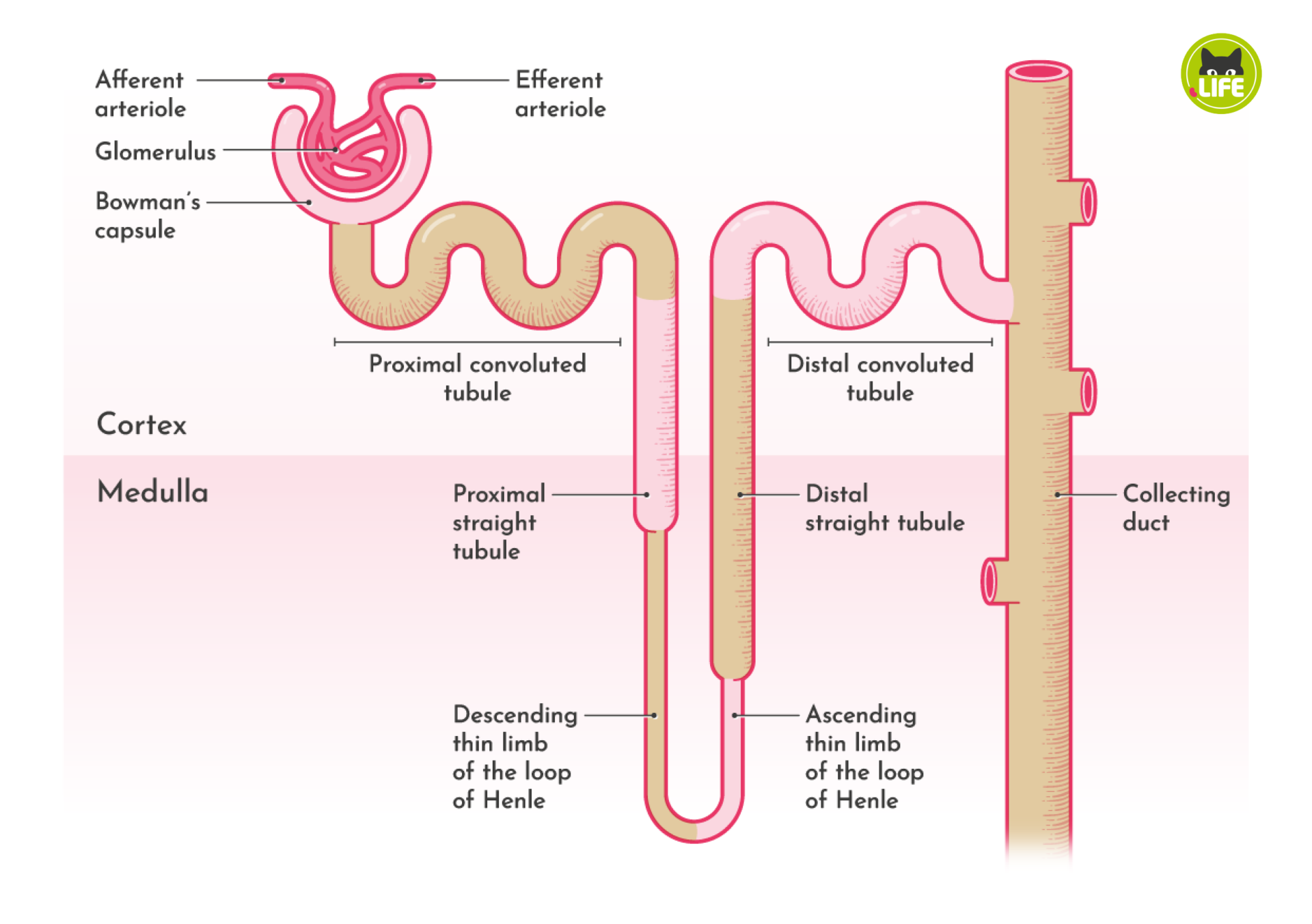 <p>filtrate goes to proximal convoluted tubules → loop of henle (descending then ascending arms) → distal convoluted tubules → collecting ducts</p>