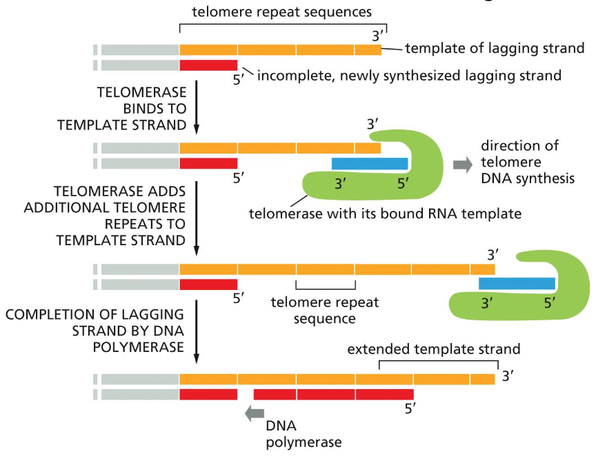 <p>1) Telomerase has a <em><u>bound <span>RNA</span> template</u></em> that is repetitive for the lagging strand template</p><p class="p1">2) Resembles:</p><p class="p2">Reverse <span>Transcriptase (reverse transcription)</span></p><p class="p1">3) Generates: G-rich<span> </span>ends (RNA template will have a lot of C’s)</p><p class="p1">4) telomere adds nucleotides to: <span>3’ ends of parental </span>strand template during DNA synthesis</p><p class="p1"></p><p class="p1">For the regular process:</p><ul><li><p class="p1">the DNA synthesis for the lagging strand will</p></li></ul><ul><li><p class="p1">the removal of the primer results in the lose of repetitive DNA sequence from the RNA template of the telomerase during ligase process</p></li></ul><p></p>