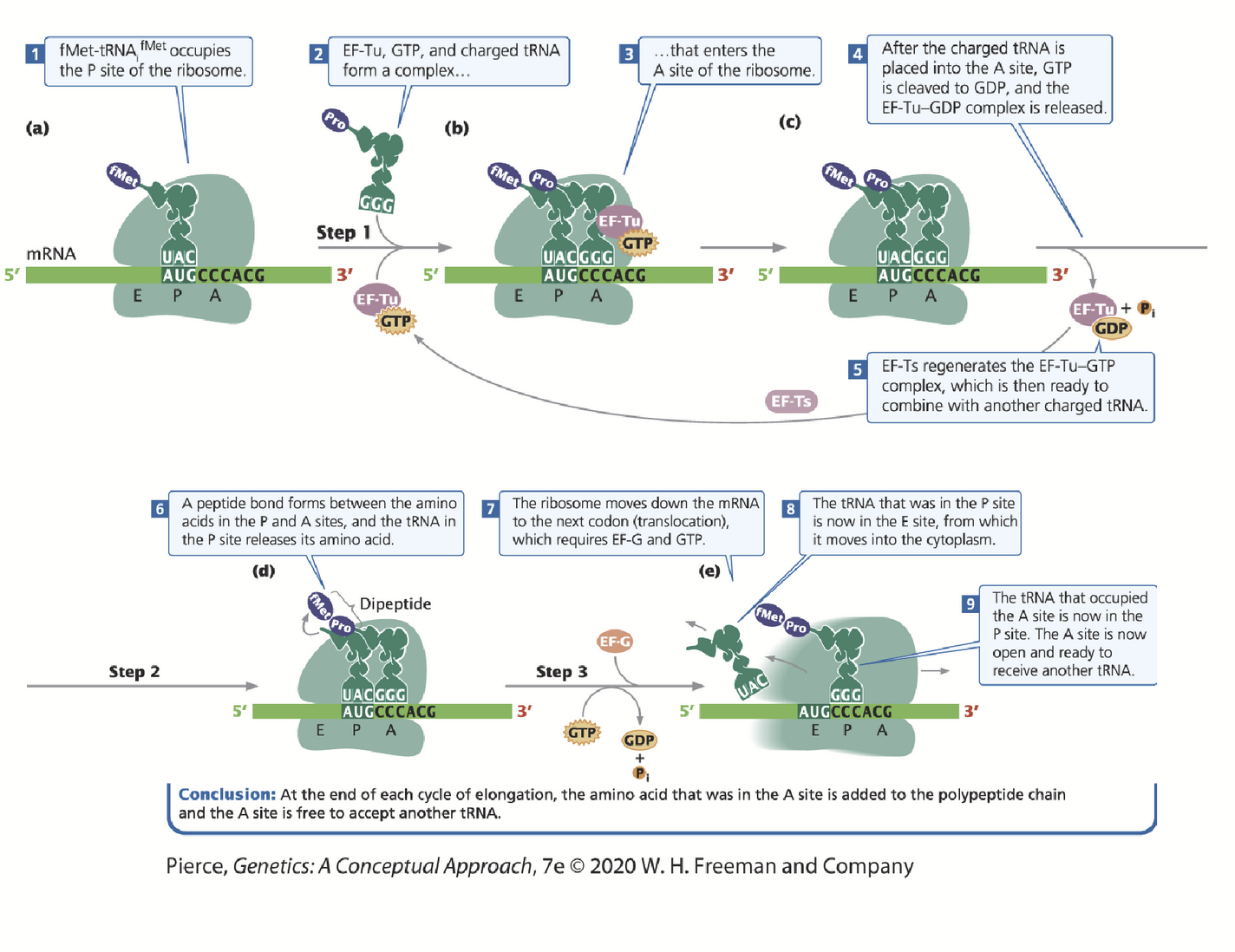 <p>A charged-tRNA binds to the A-site of the ribosome (requires complex formulation between the aminoacyl tRNA, elongation factor Tu plus GTP).</p><p>Once in the A site, GTP is hydrolyzed to GDP and is released along with EF-Tu.</p><p>rRNA in the large subunit catalyzes the formation of the peptide bond between the two amino acids.</p><p>Polypeptide chain is transferred to the amino acid in the A-site. As the chain grows, each new amino acid is added to the C-terminus of the previous one.</p><p>EF-G and GTP are needed to move the ribosome along the mRNA sequence; the tRNA does not move with the ribosome because it is bound by complementary base pairing.</p><p>The second amino-tRNA is now in the P-site (which contains the growing polypeptide chain).</p><p>F-Met/Met is now in the E-site and then moves into the cytoplasm to be recharged. A new aminoacyl-tRNA again binds in the A site (via EF-Tu and GTP) and the cycle is repeated.</p>