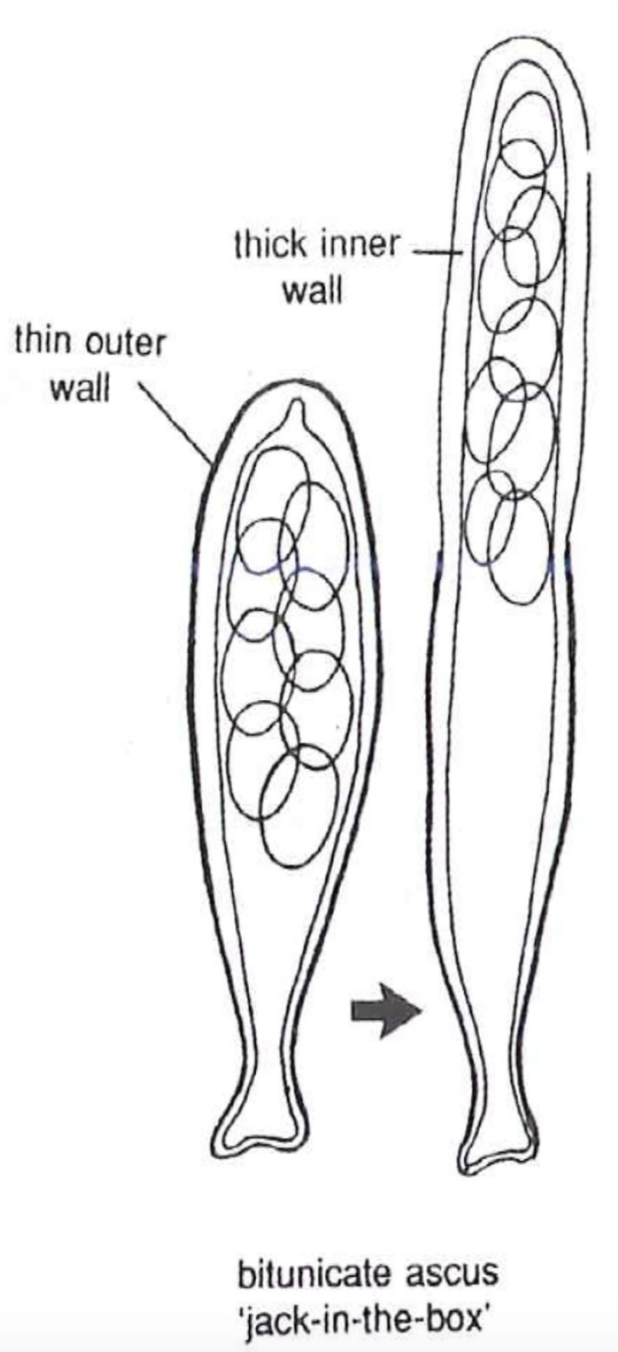 Ascus wall separates during discharge
At maturity rigid outerwall splits
Elastic inner wall absorbs water and expands
Asci stretch to the ascoma necka nd shoots spores
Produced by pseudothecial ascocrps