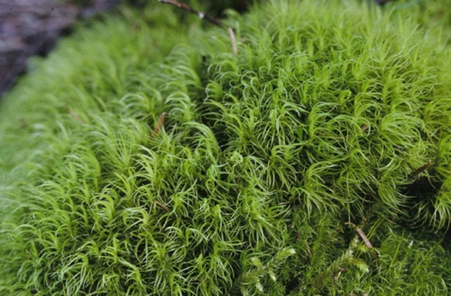 <p>Kan ha stengel + blader. Har ingen røtter (ta opp vann + næring) eller ledningsvev (fordele vann + næring). Mosene er små med tynne blader. Tilpasning --> flere moser tåler å tørke ut. Formerer seg med sporer</p>
