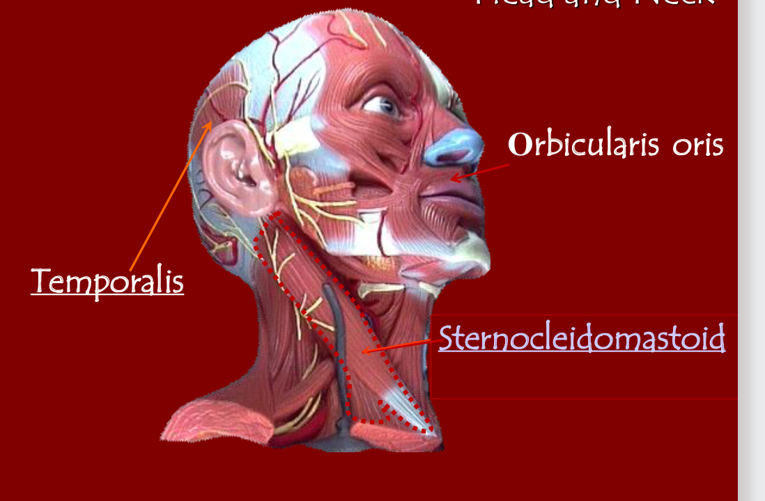 <p>Sternocleidomastoid</p>