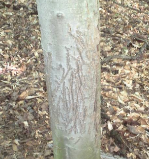 <p>Very, very, variable. Honestly, if it looks big and has undigested plant material probably bear.</p>