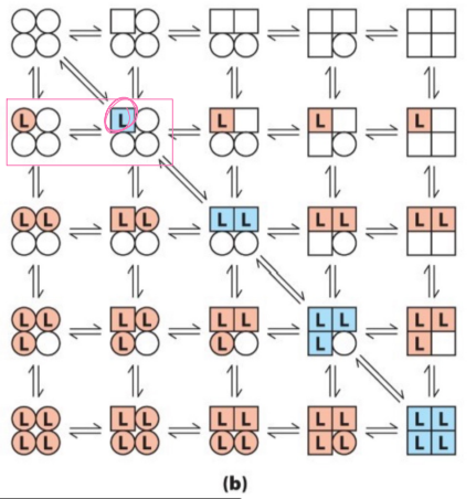 <p>in the sequential enzyme theory diagram…</p>