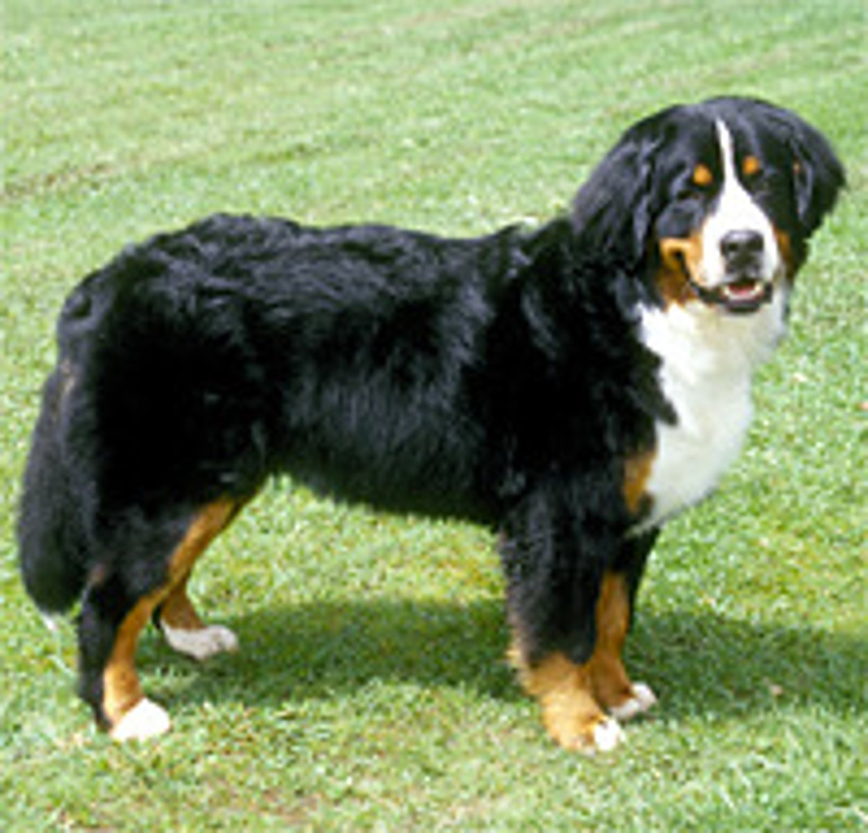 <p>Working Group</p>