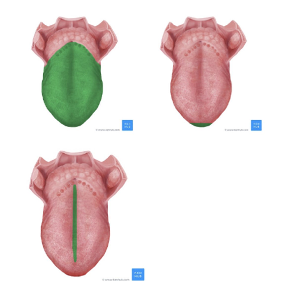 <p>The body of the tongue, apex, and median sulci</p>