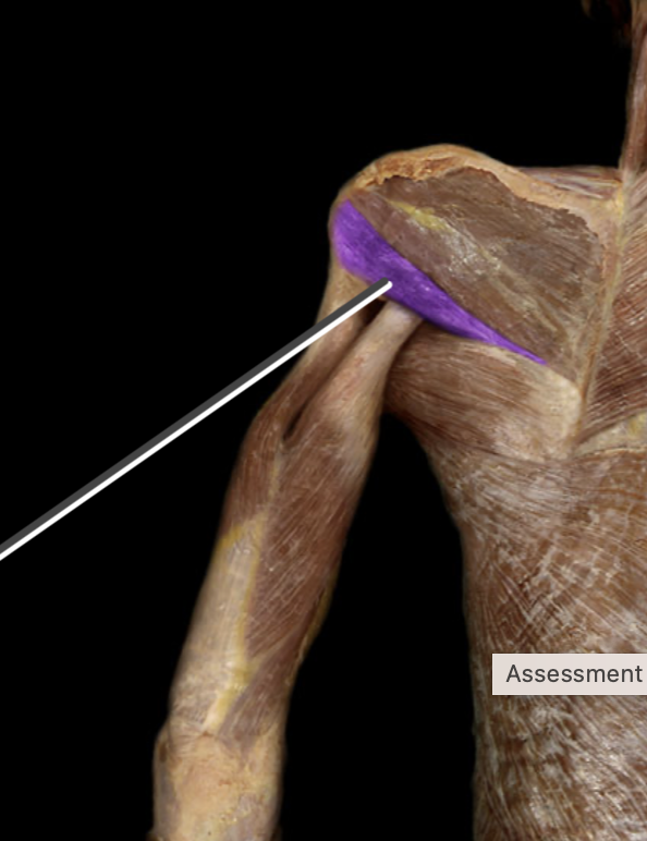 <p>insertion of teres minor</p>