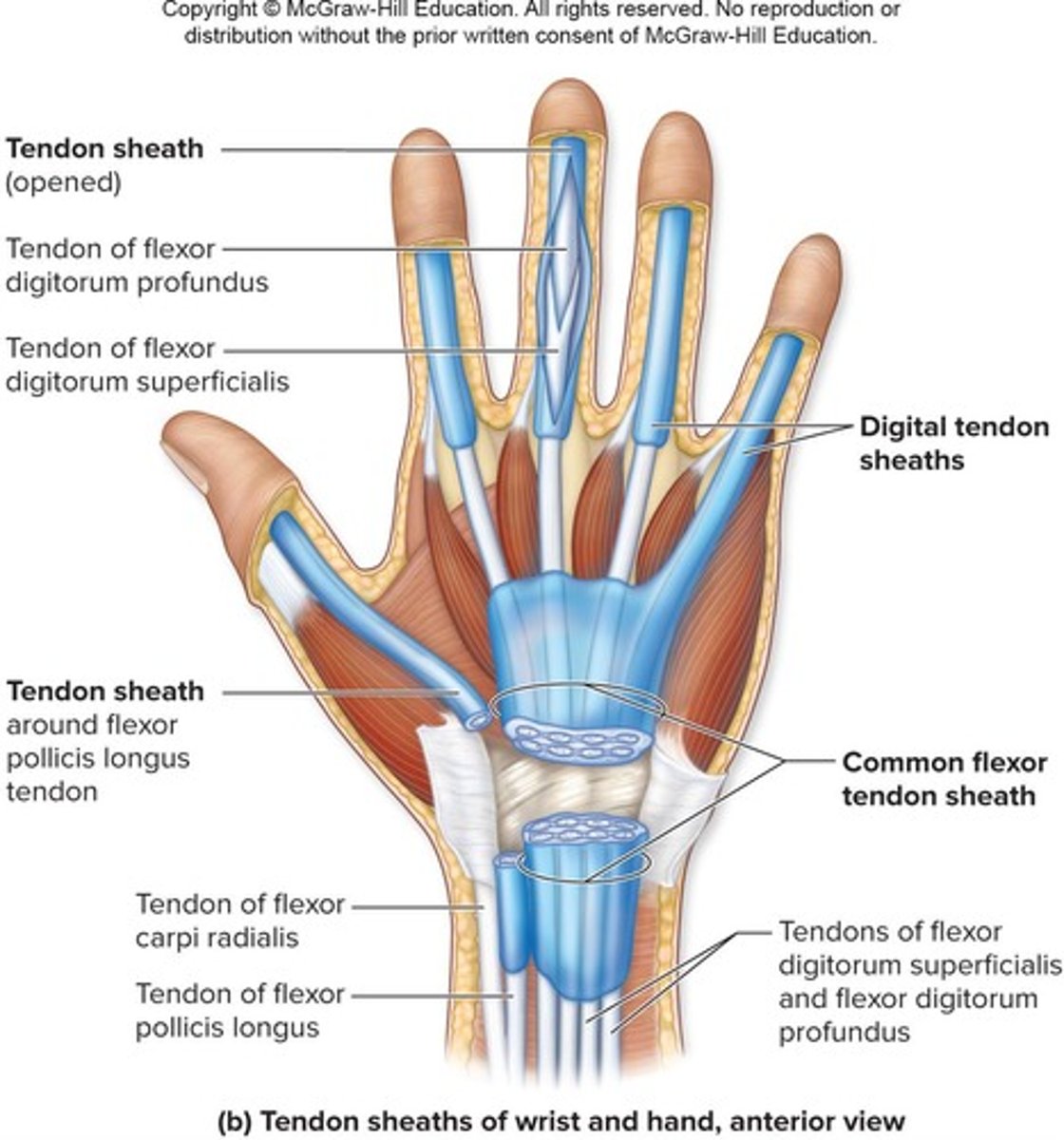 <p>Elongated bursae wrapped completely around tendons subjected to friction.</p>