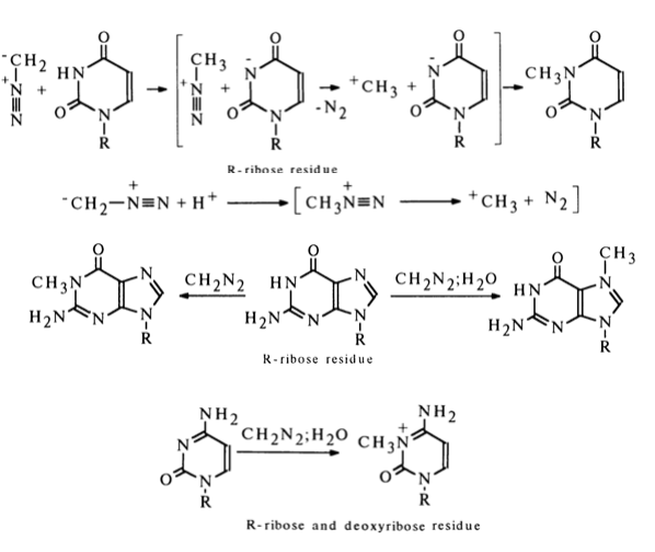 <ul><li><p>su diazometanu labai priklauso nuo sąlygų:</p><ul><li><p>guanozinas eteryje » N1-metilguanozinas;</p></li><li><p>guanozinas vandens-eterio terpėje » N7-metilguanozinas;</p></li><li><p>citozinas tik vandeny » N3 pakaitai;</p></li></ul></li></ul><ul><li><p>Nukleozidų polinkis sąveikauti su diazometanu vandens-eterio tirpaluose sumažėja taip: guanozinas <span><span>≈ uridinas > citidinas > adenozinas</span></span></p></li></ul><p></p>