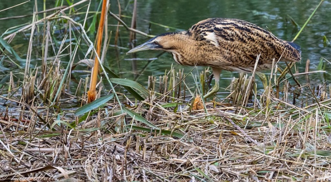 <p>zařaď živočicha do systému</p><p>Třída - řád - čeleď - druh čeština (latina)</p>