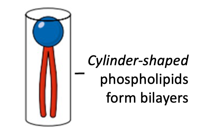 <ul><li><p>2 fatty tails</p></li><li><p>Form liposomes/bilayers</p></li></ul>