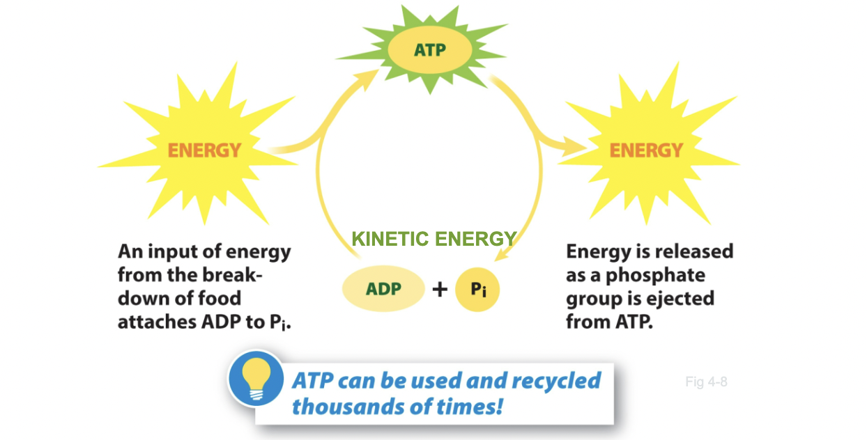 <p>ATP</p>