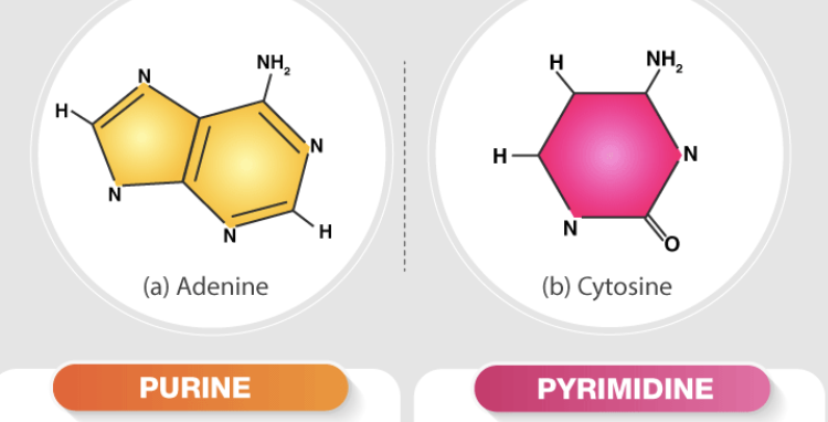 <p>\a single six-membered ring structure containing two nitrogen atoms, while the other one has a larger, double-ringed structure consisting of a six-membered pyrimidine ring fused with a five-membered imidazole ring, containing a total of four nitrogen atoms; essentially, a purine is a pyrimidine ring with an additional ring attached to it, making it larger and with more nitrogen atoms</p>