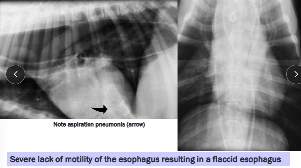 <p><span style="background-color: transparent;"><strong><span>Megaesophagus</span></strong></span></p>