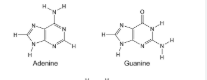 <p>2 types: Pyrimidines and Purines</p><p>Pyrimidines are one ring with 6 atoms: Cytosine, Thymine(only found in DNA), Uracil(only found in RNA)</p><p>Purines are one ring with 6 atoms bonded to one ring with 5 atoms: adenine and guanine</p>