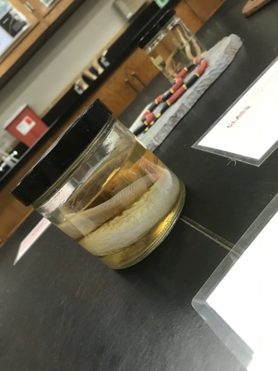 <p>For the following specimen(s), give the entire taxonomy and the name of the specimen(s)</p>