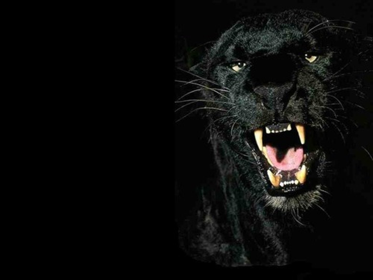 <p>black</p>