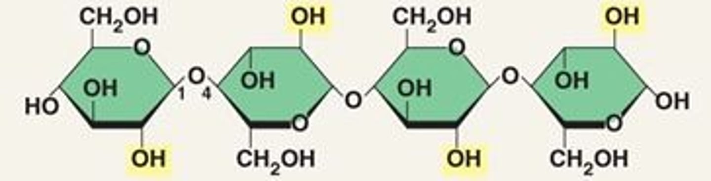 <p>polysaccharide that makes up the cell walls in plants; beta,1-4 glycosidic linkage (covalent)</p>