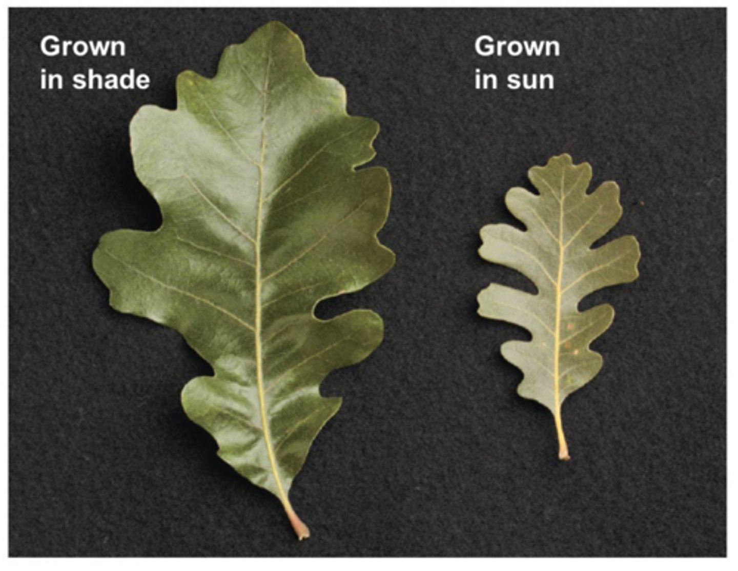 <p>the ability of an organism to change its phenotype in response to changes in the environment.</p>