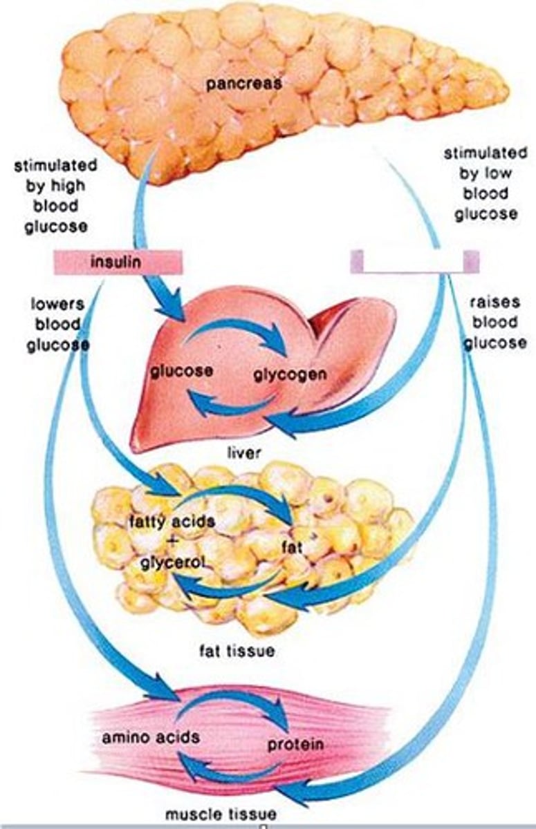<p>A hormone secreted by the pancreatic alpha cells that increases blood glucose concentration, and is released into bloodstream when blood glucose is low.</p>