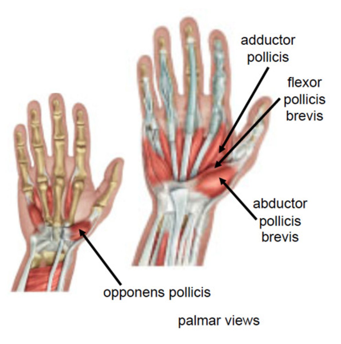 <p>abductor pollicis brevis, flexor pollicis brevis, opponens pollicis</p>